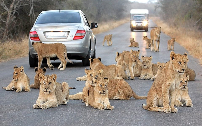 low cost safari in Kruger National Park
