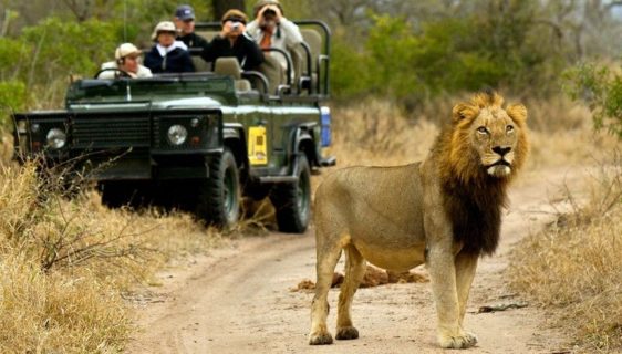 safari in Kruger National Park