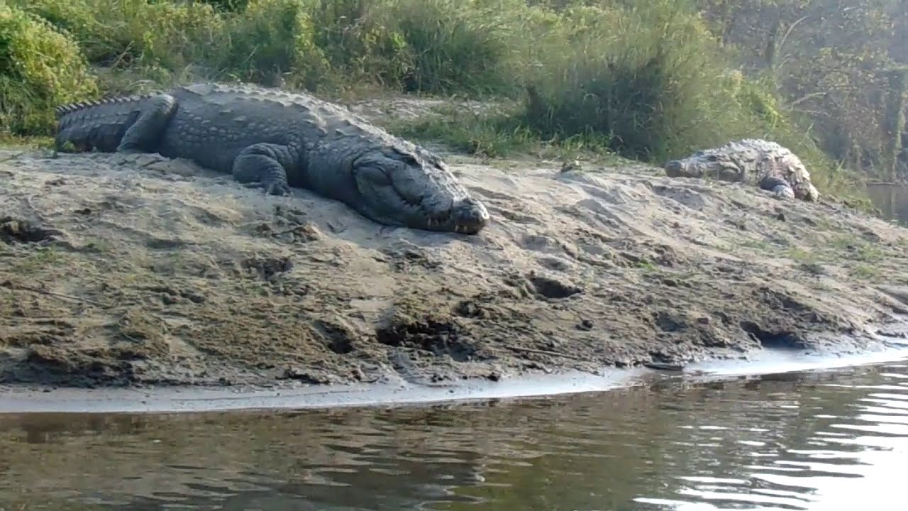 chitwan national park crocodile